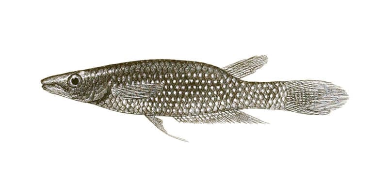 Golden Wonder Killifish (Aplocheilus lineatus) — photo 5 of 5