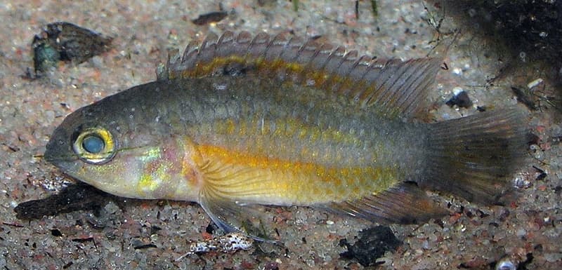 Goldeneye Dwarf Cichlid (Nannacara anomala) — photo 1 of 5