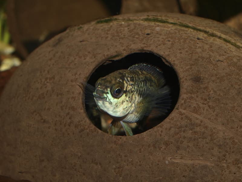 Goldeneye Dwarf Cichlid (Nannacara anomala) — photo 2 of 5