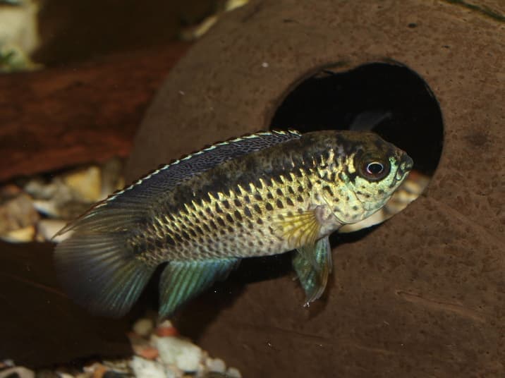 Goldeneye Dwarf Cichlid (Nannacara anomala) — photo 3 of 5