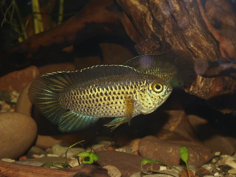 Goldeneye Dwarf Cichlid (Nannacara anomala) — photo 4 of 5