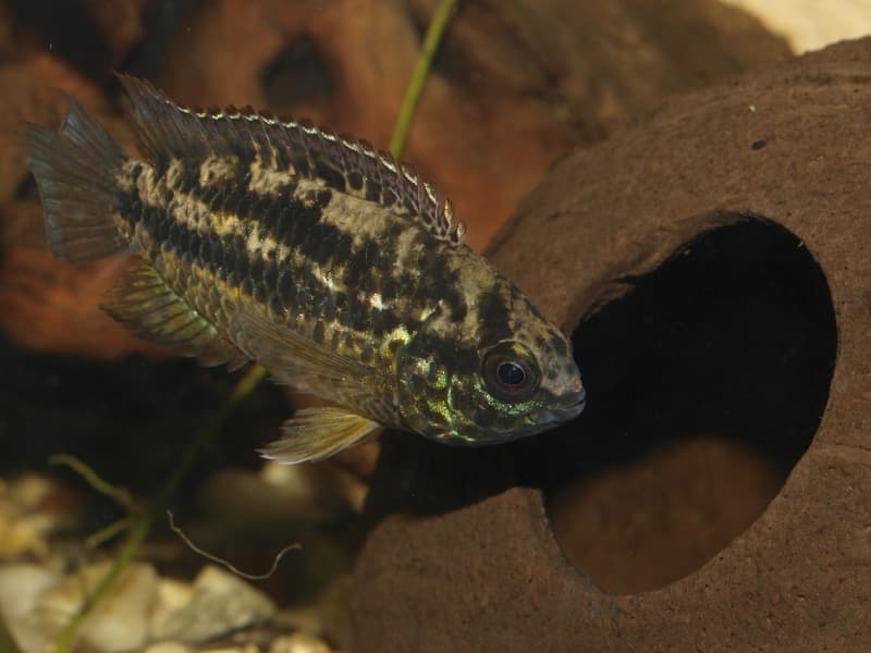 Goldeneye Dwarf Cichlid (Nannacara anomala) — photo 5 of 5