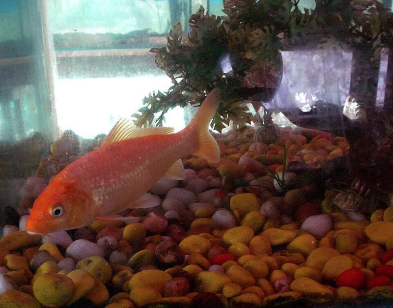 Goldfish (Carassius auratus) — photo 1 of 5