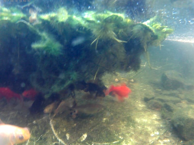 Goldfish (Carassius auratus) — photo 2 of 5