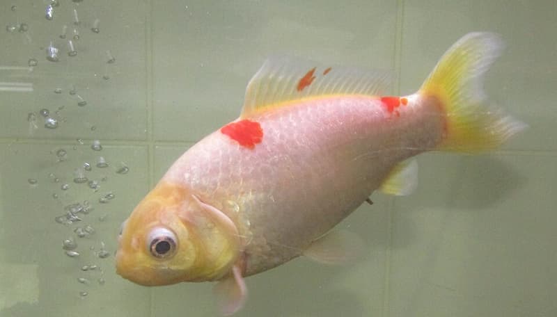 Goldfish (Carassius auratus) — photo 3 of 5