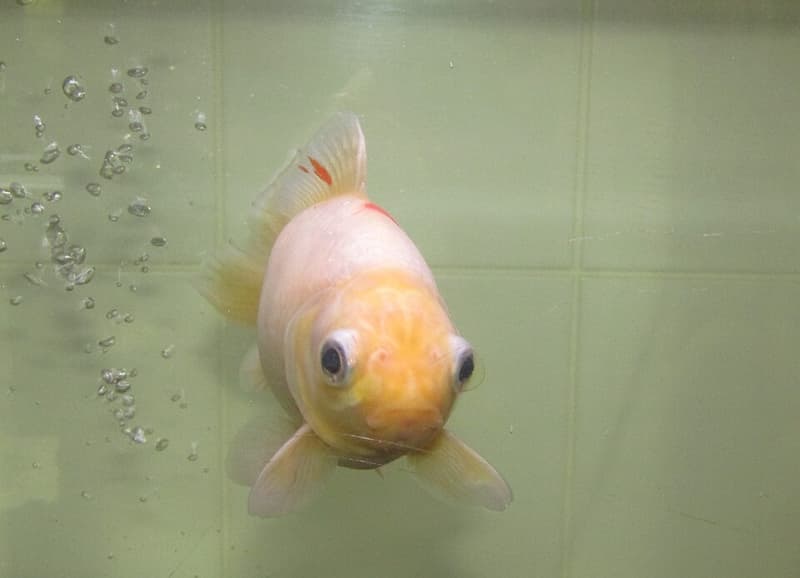 Goldfish (Carassius auratus) — photo 4 of 5