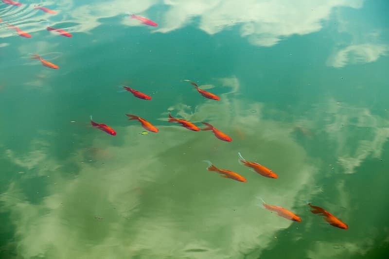 Goldfish (Carassius auratus) — photo 5 of 5