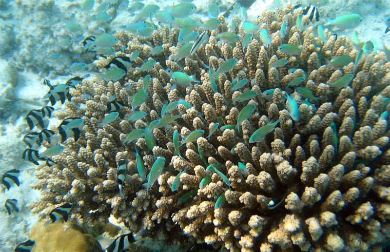 Green Chromis (Chromis viridis) — photo 1 of 5