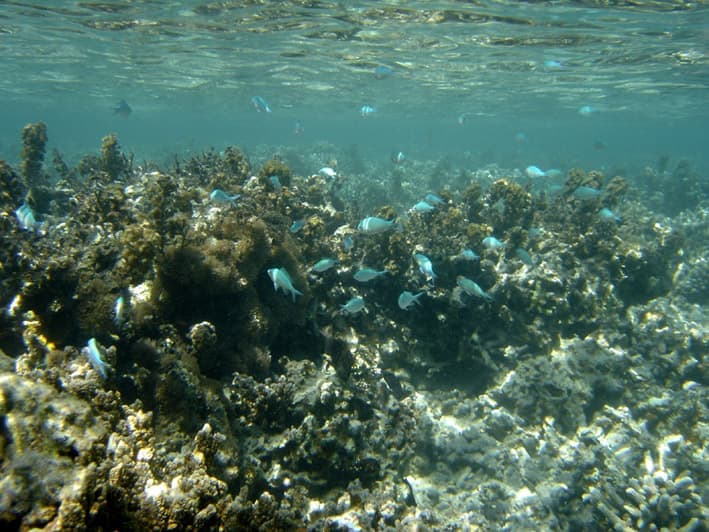 Green Chromis (Chromis viridis) — photo 2 of 5