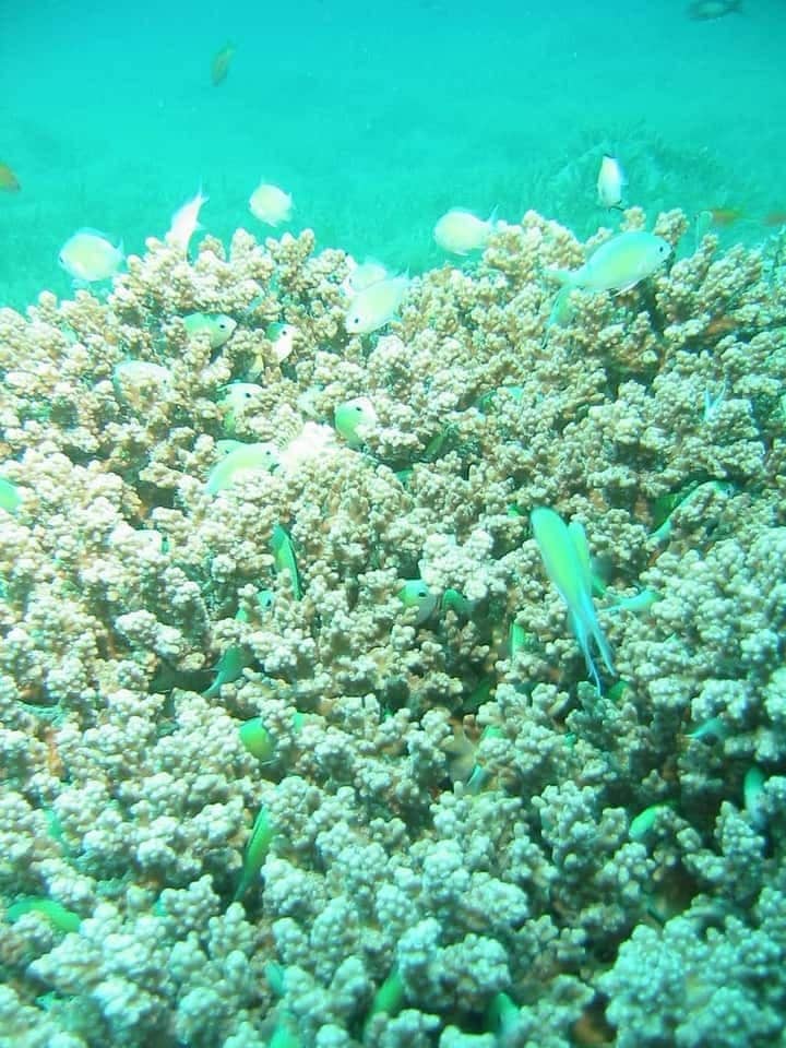 Green Chromis (Chromis viridis) — photo 3 of 5