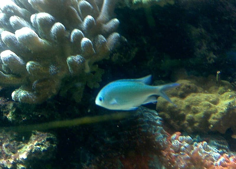 Green Chromis (Chromis viridis) — photo 4 of 5