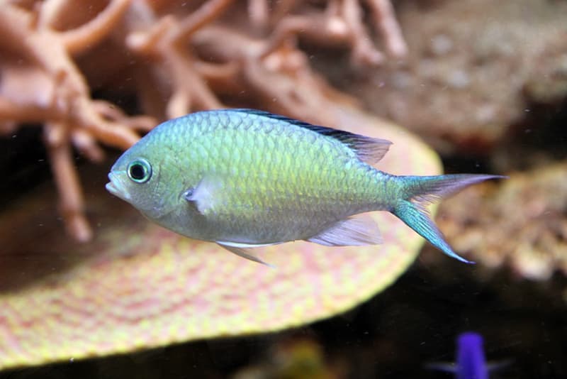 Green Chromis (Chromis viridis) — photo 5 of 5