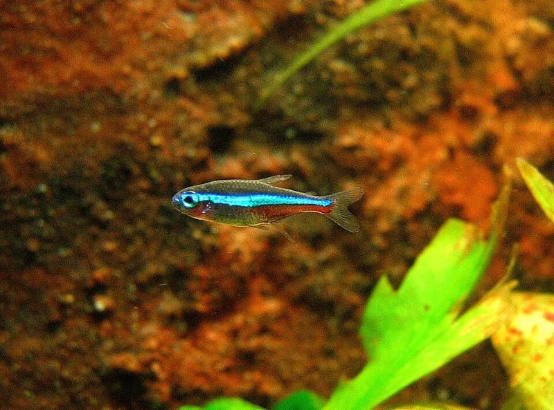 Green Neon Tetra (Paracheirodon simulans) — photo 1 of 5