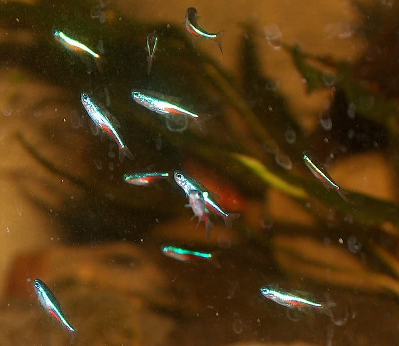 Green Neon Tetra (Paracheirodon simulans) — photo 2 of 5