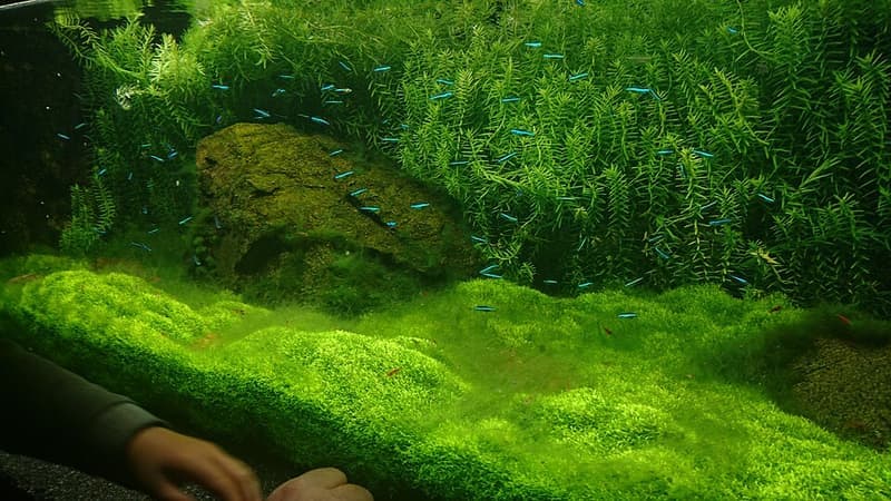 Green Neon Tetra (Paracheirodon simulans) — photo 3 of 5