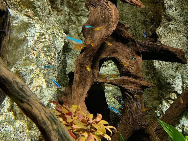 Green Neon Tetra (Paracheirodon simulans) — photo 4 of 5