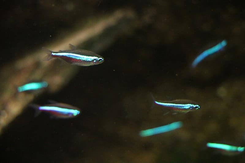 Green Neon Tetra (Paracheirodon simulans) — photo 5 of 5