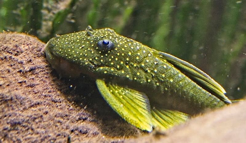 Green Phantom Pleco (Hemiancistrus subviridis) — photo 1 of 4