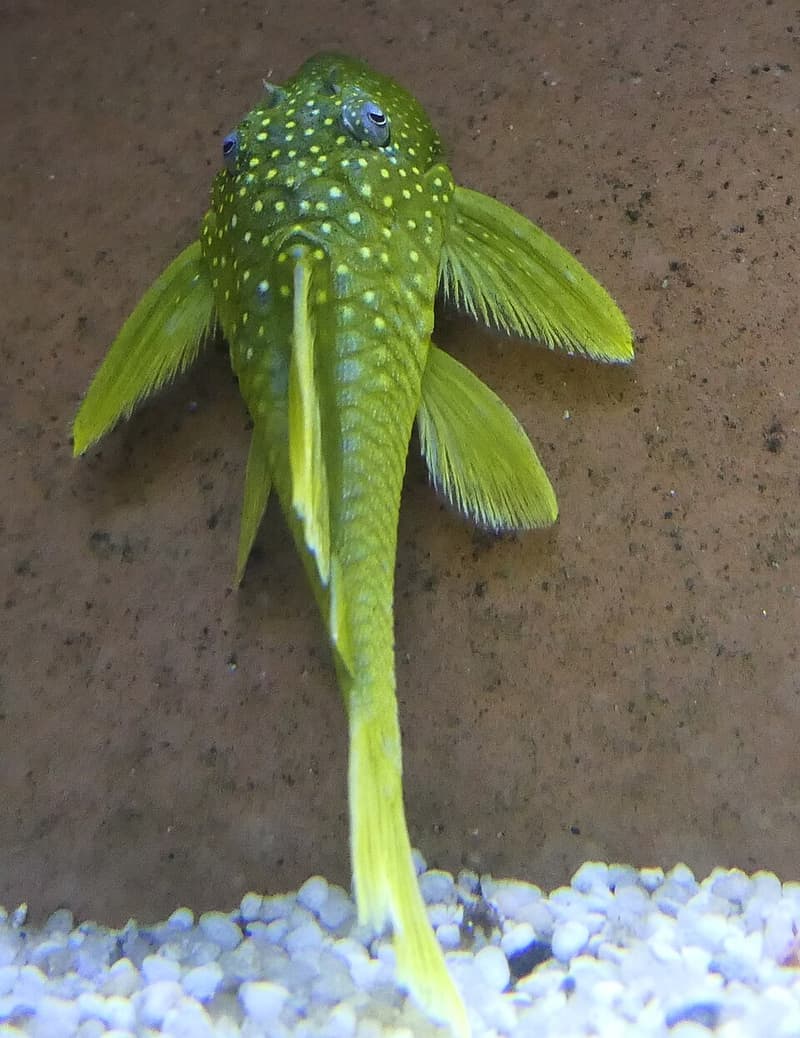 Green Phantom Pleco (Hemiancistrus subviridis) — photo 2 of 4