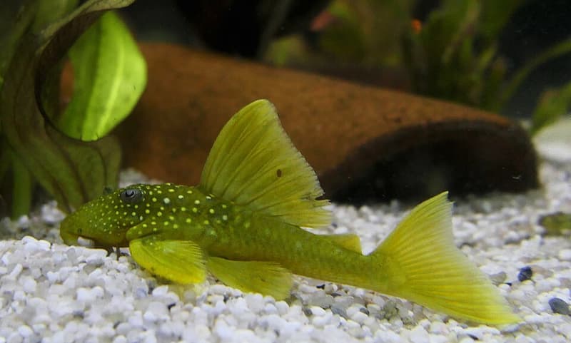 Green Phantom Pleco (Hemiancistrus subviridis) — photo 3 of 4