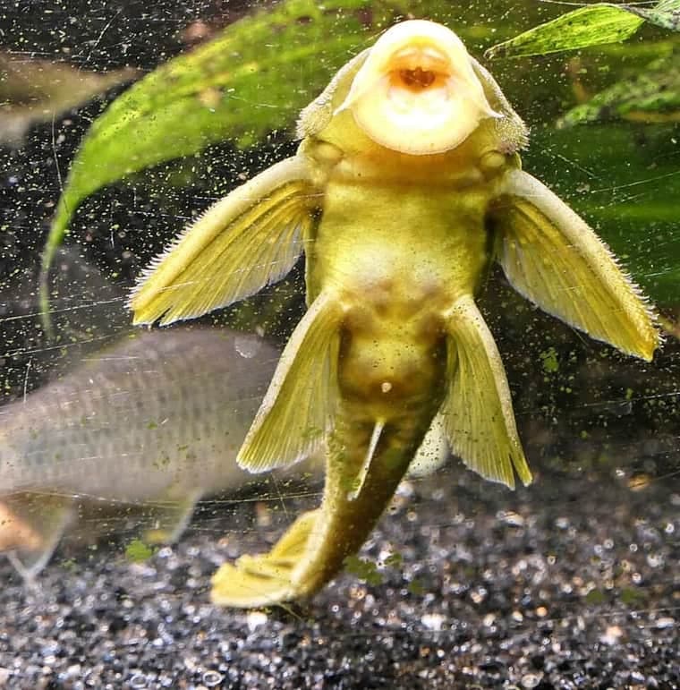 Green Phantom Pleco (Hemiancistrus subviridis) — photo 4 of 4