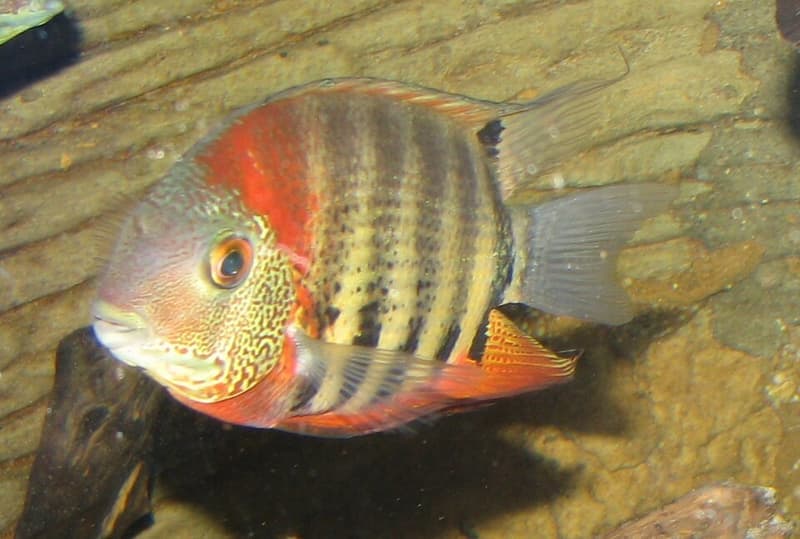 Green Severum (Heros efasciatus) — photo 1 of 5