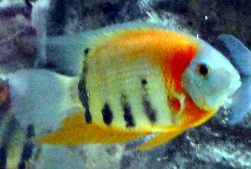 Green Severum (Heros efasciatus) — photo 4 of 5
