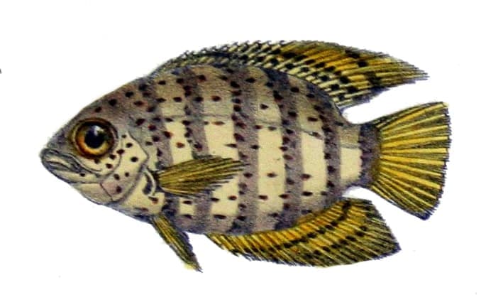 Green Severum (Heros efasciatus) — photo 5 of 5