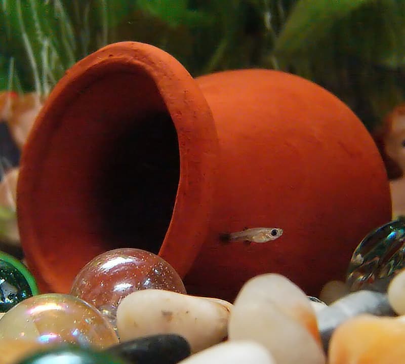 Guppy (Poecilia reticulata) — photo 1 of 5