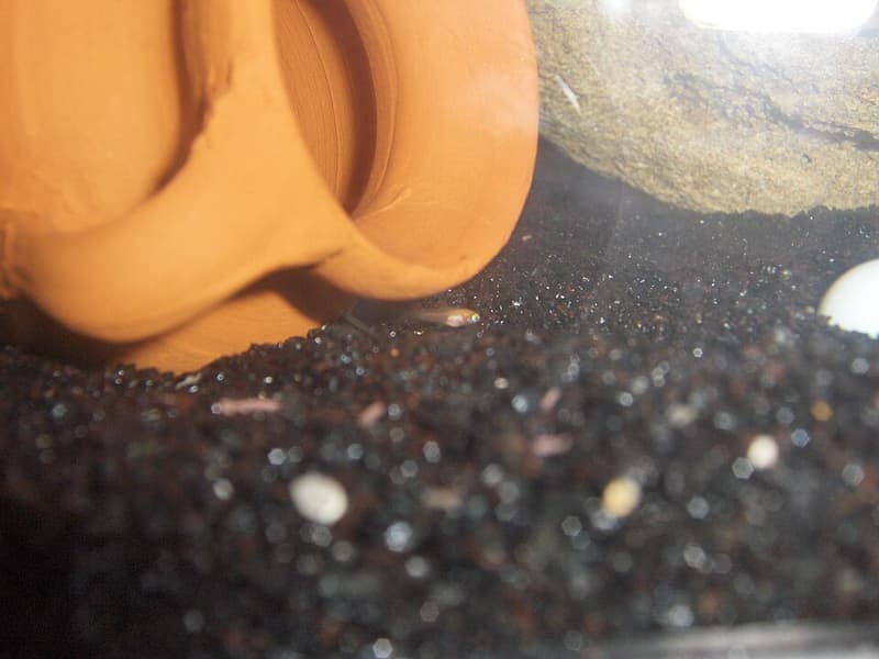 Guppy (Poecilia reticulata) — photo 2 of 5