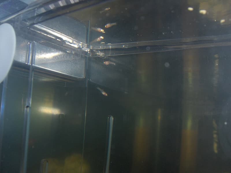 Guppy (Poecilia reticulata) — photo 3 of 5