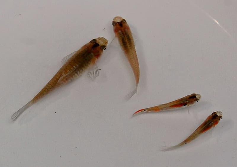 Guppy (Poecilia reticulata) — photo 4 of 5