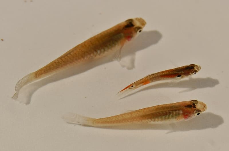 Guppy (Poecilia reticulata) — photo 5 of 5