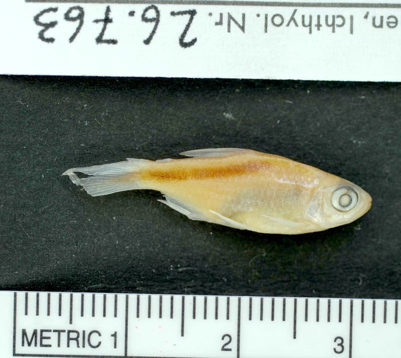 Half-striped Penguin Tetra (Thayeria ifati) — photo 1 of 1