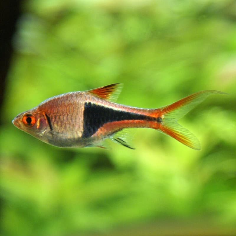 Harlequin Rasbora (Trigonostigma heteromorpha) — photo 2 of 5