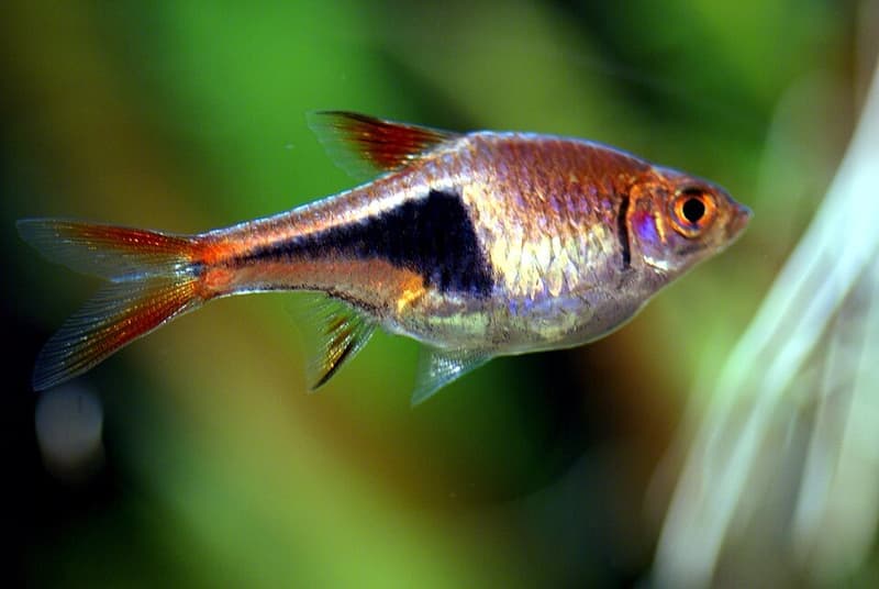 Harlequin Rasbora (Trigonostigma heteromorpha) — photo 3 of 5