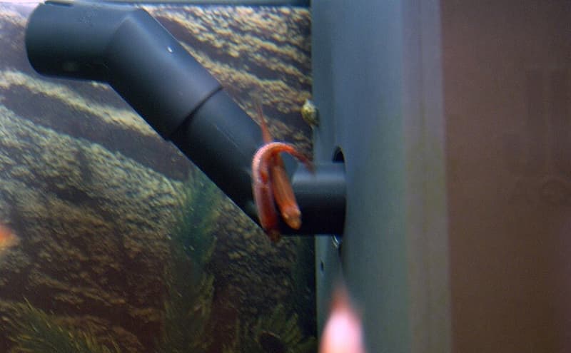 Harlequin Rasbora (Trigonostigma heteromorpha) — photo 4 of 5