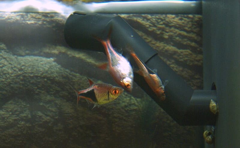 Harlequin Rasbora (Trigonostigma heteromorpha) — photo 5 of 5