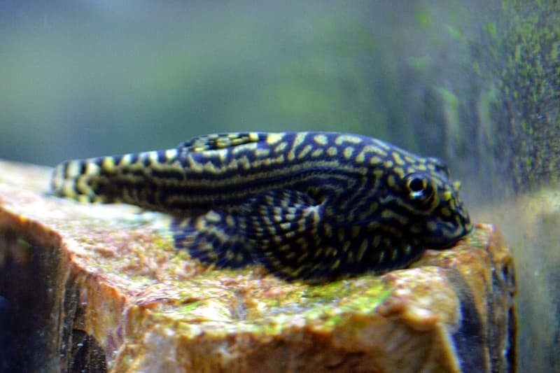 Hillstream Loach (Sewellia lineolata) — photo 1 of 3