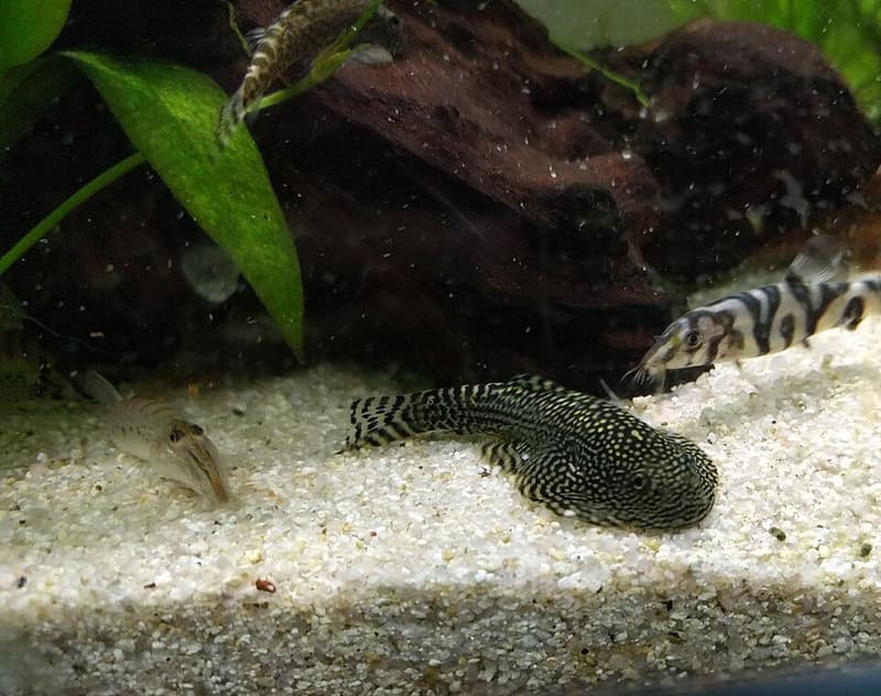 Hillstream Loach (Sewellia lineolata) — photo 2 of 3