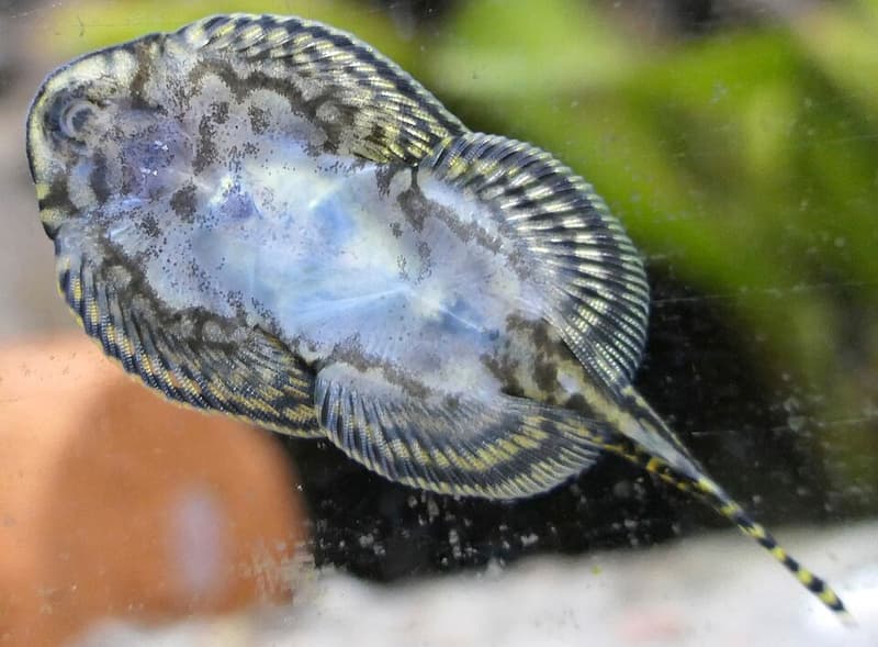 Hillstream Loach (Sewellia lineolata) — photo 3 of 3