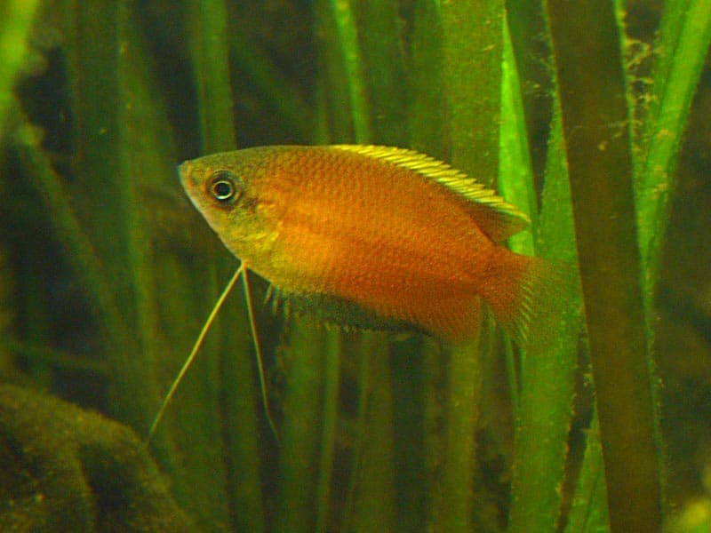 Honey Gourami (Trichogaster chuna) — photo 1 of 5