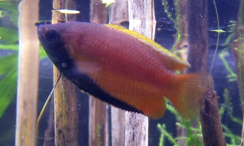 Honey Gourami (Trichogaster chuna) — photo 2 of 5