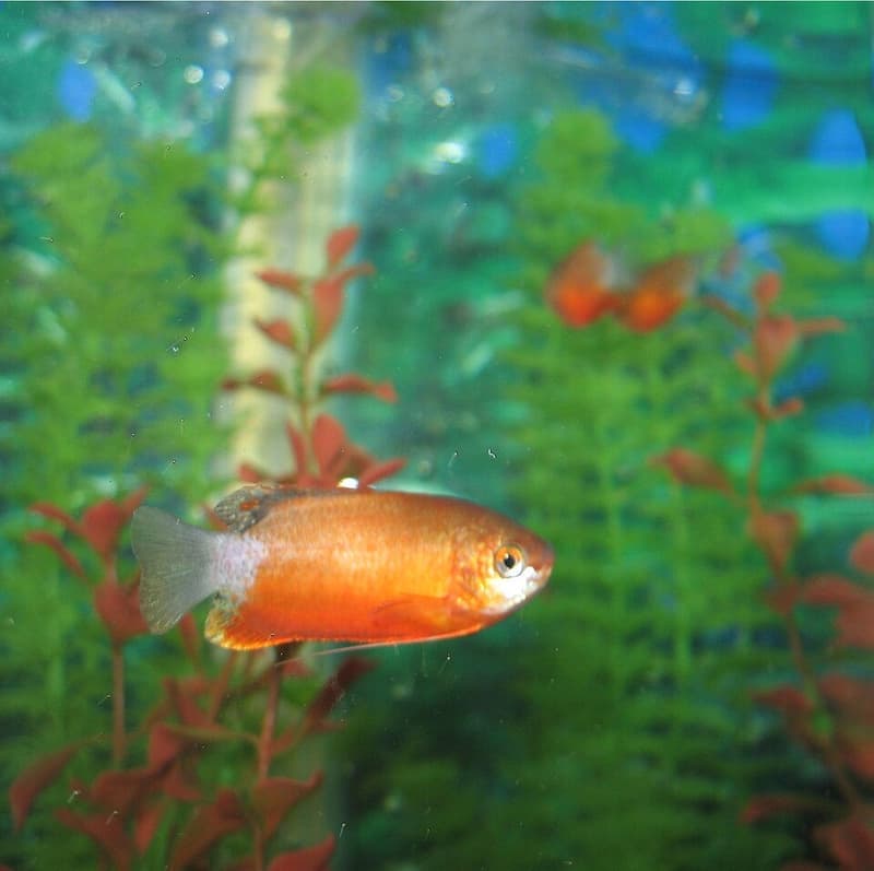 Honey Gourami (Trichogaster chuna) — photo 3 of 5