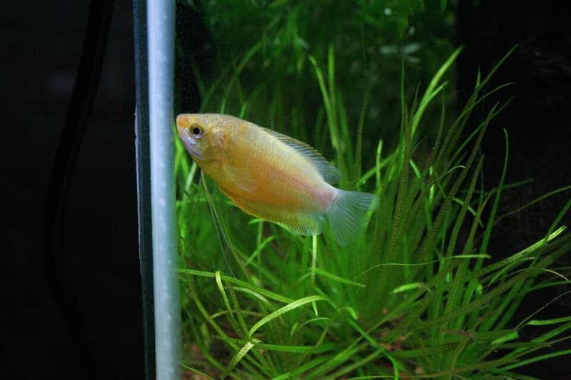 Honey Gourami (Trichogaster chuna) — photo 4 of 5