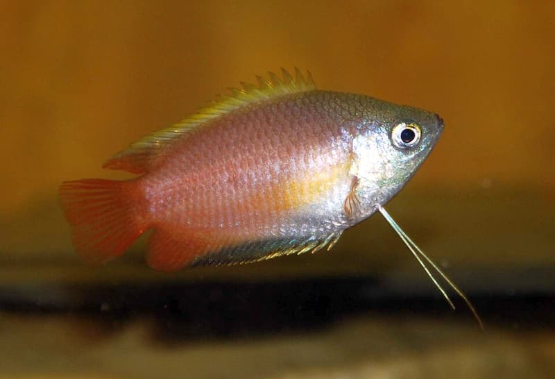 Honey Gourami (Trichogaster chuna) — photo 5 of 5