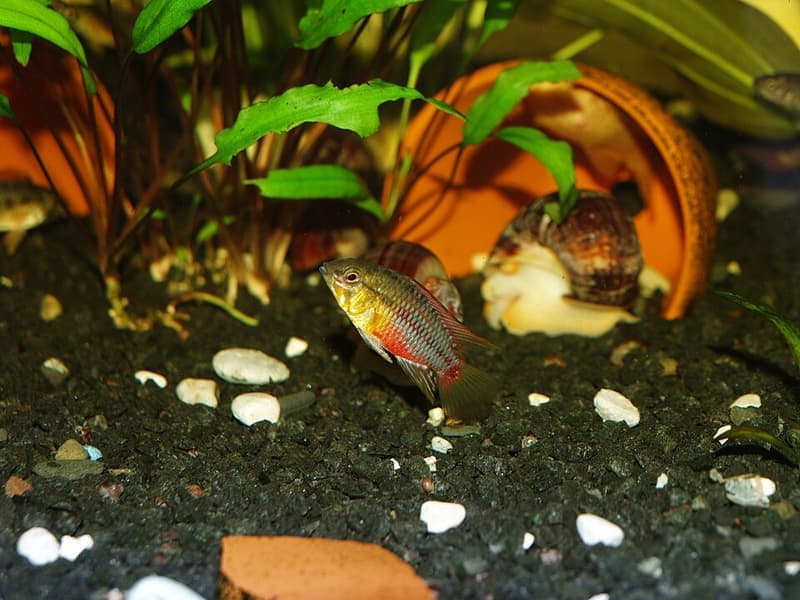 Hongsloi Dwarf Cichlid (Apistogramma hongsloi) — photo 1 of 5