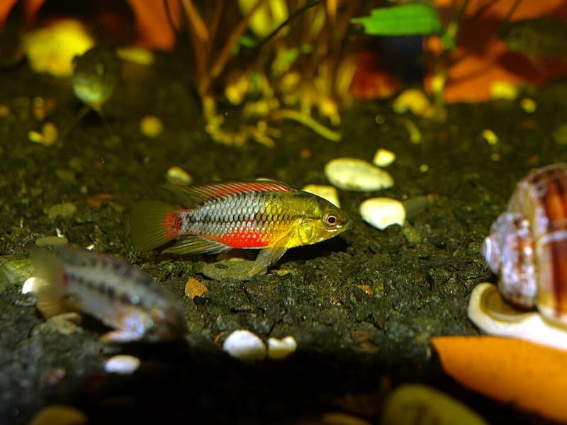 Hongsloi Dwarf Cichlid (Apistogramma hongsloi) — photo 2 of 5