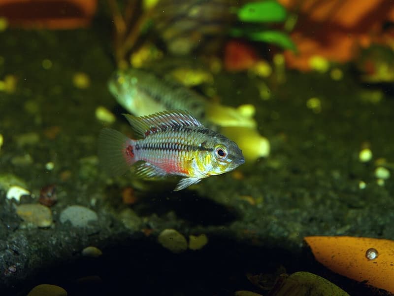 Hongsloi Dwarf Cichlid (Apistogramma hongsloi) — photo 3 of 5