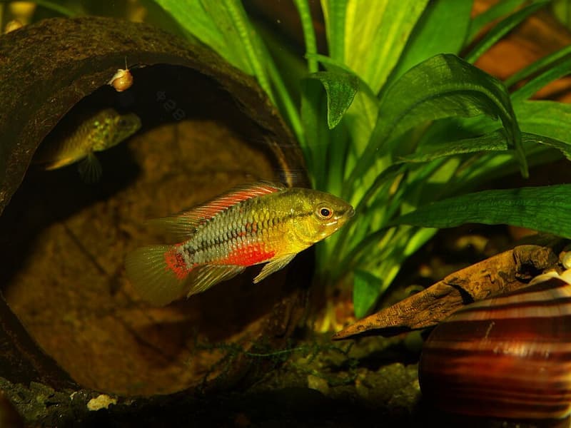 Hongsloi Dwarf Cichlid (Apistogramma hongsloi) — photo 4 of 5